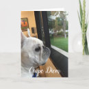Search for carp cards Diem