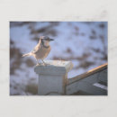Search for blue jay postcards Winter