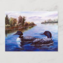 Search for loon postcards Waterfowl