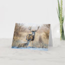 Search for buck mule deer postcards Doe