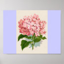 Search for vintage hydrangea posters Nature