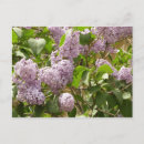 Search for light purple postcards Floral