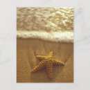 Search for echinoderms postcards Beach