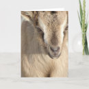 Search for alpine cards Animal