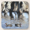 Search for bill coasters Animal