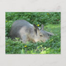 Search for capybara postcards Wild