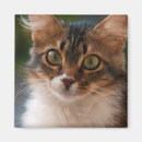 Search for green eyes magnets Kitten