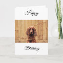 Search for irish birthday cards Setter