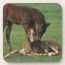 Search for morgan coasters Equestrian