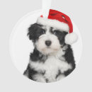 Search for havanese christmas tree decorations Bichon