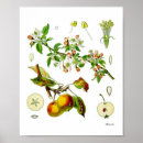 Search for vintage apple fruit posters Apples