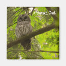 Search for strix magnets Wildlife