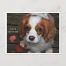 Search for leave postcards Dog