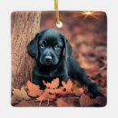Search for labrador retriever memorial Cute