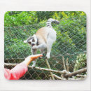 Search for ring tailed mousepads Animals