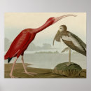 Search for ibis posters Birds of america