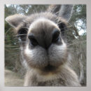 Search for roos posters Australia