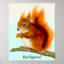Search for red squirrel posters Wildlife
