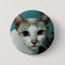 Search for siamese badges Kitten