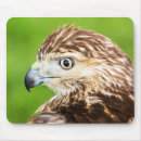 Search for tailed hawk mousepads Raptor