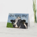 Search for dairy cow birthday cards White