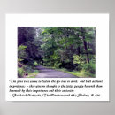 Search for forest trail Pine