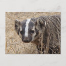 Search for badgers Mammal