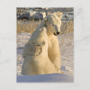 Search for hudson bay postcards Churchill