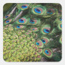 Search for peacock tail stickers Wildlife