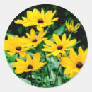 Search for rudbeckia stickers Black eyed susans