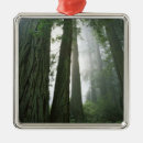 Search for redwoods trees christmas tree decorations Green