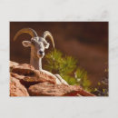 Search for bighorn sheep postcards Mammal