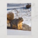 Search for cute squirrel pictures postcards Wildlife