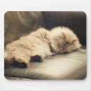 Search for siberian electronics Cat