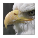 Search for bird tiles Raptor