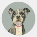 Search for cute eye stickers Pet