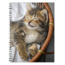 Search for tabby cat notebooks Domestic animals