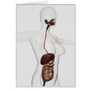 Search for digestive system Stomach