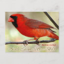 Search for cardinal bird postcards North carolina