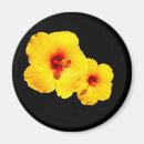 Search for isolate magnets Black