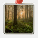 Search for san juan island christmas tree decorations Pacific northwest