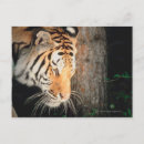 Search for stalk postcards Nature