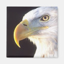 Search for haliaeetus magnets Bird of prey