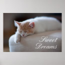 Search for kitten posters Pet
