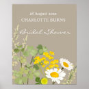 Search for wildflowers art Daisies
