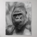 Search for ape face posters Nature