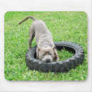 Search for chewing mousepads Animal