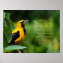 Search for oriole art Nature