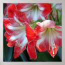 Search for amaryllis posters White