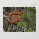 Search for red squirrel postcards Mammal